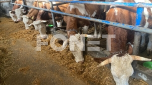 Netačni navodi o antibioticima